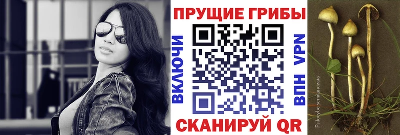 Псилоцибиновые грибы GOLDEN TEACHER  Людиново 